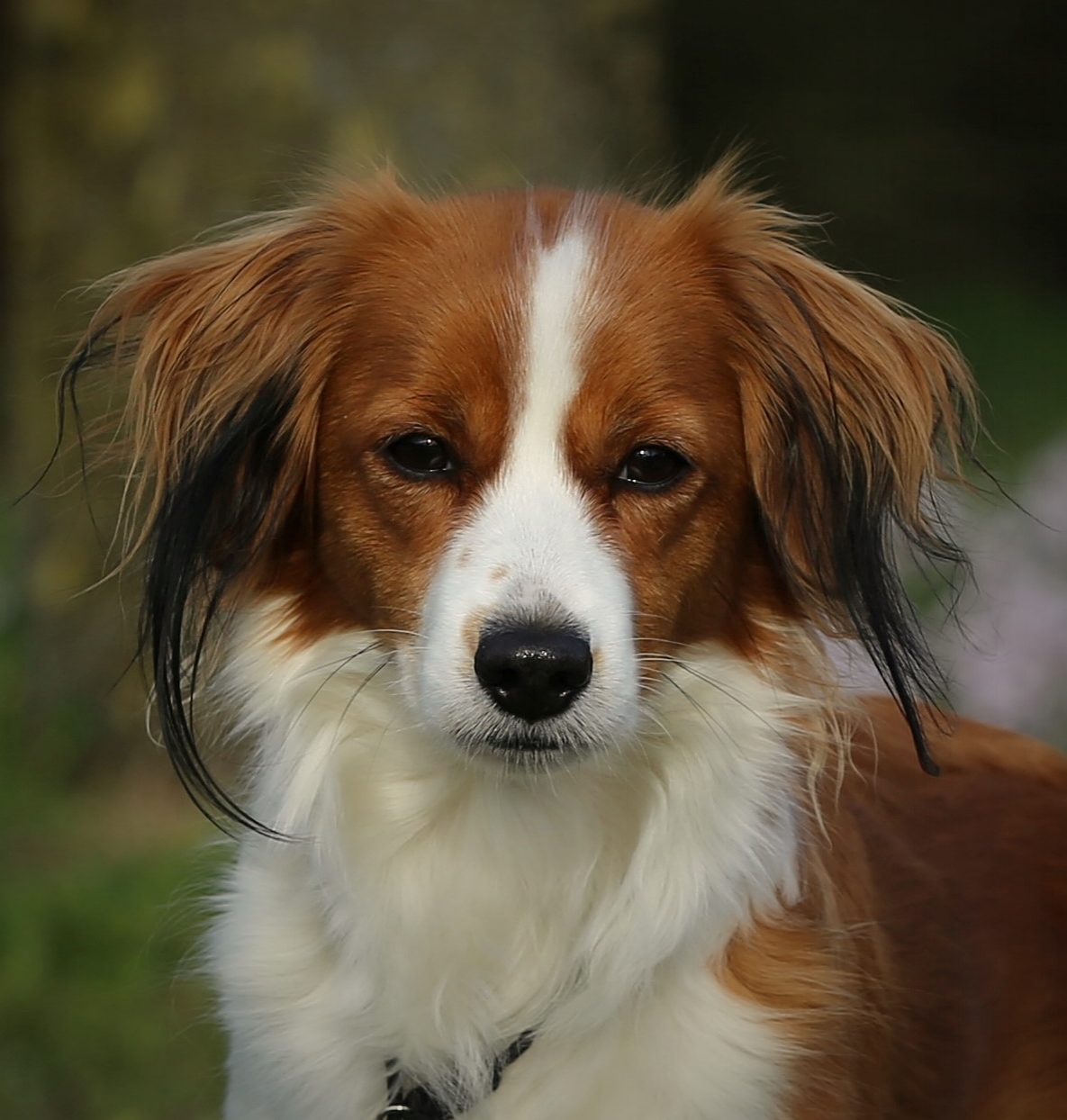 ❤️ファーネル❤️ディンキー　Farnell Dinkie Dog クオレプレストン ❤️ファーネル❤️ディンキー Farnell Dinkie Dog クオレ