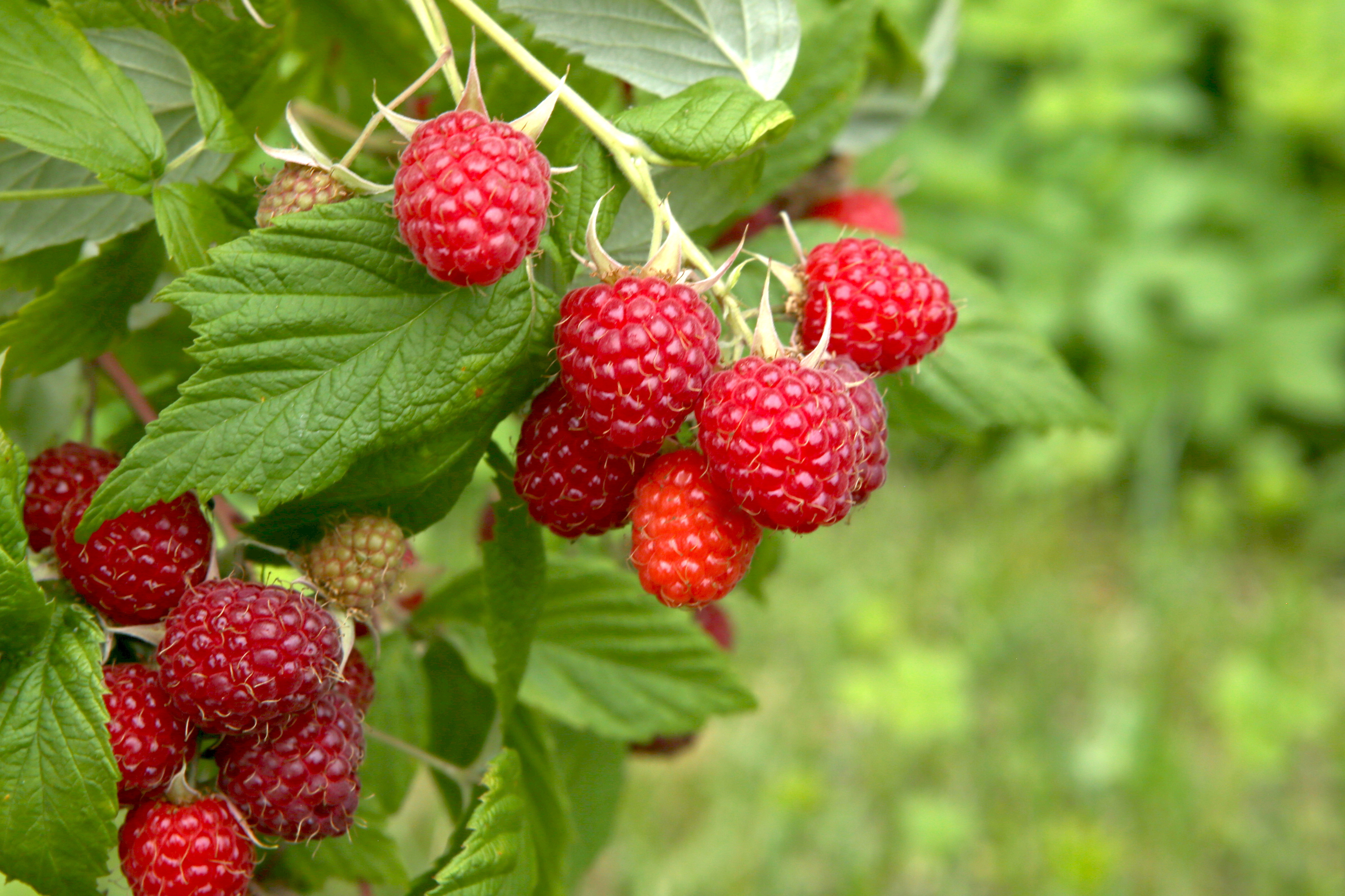 Raspberry