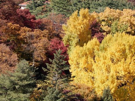 Automn colors