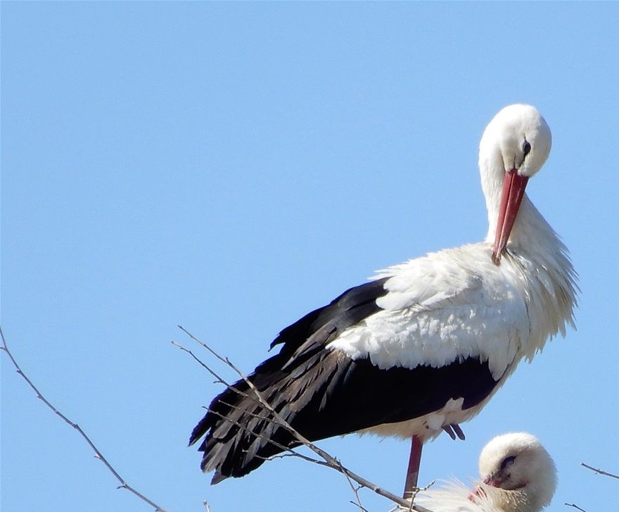Storks abound in the area during winter/spring.  Storks are migratory birds and spend their winters in the plains of north and central Greece.  They raise their chicks here.  When the chicks are grown and they feel strong enough to fly, they all migrate again to the north of Europe to spend the summer months.  Storks build their nests on the top of electricity poles or the top of the churches’ domes.