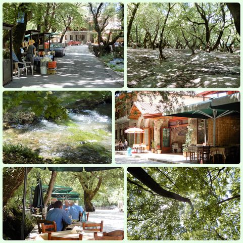 Planitero, the forest and 