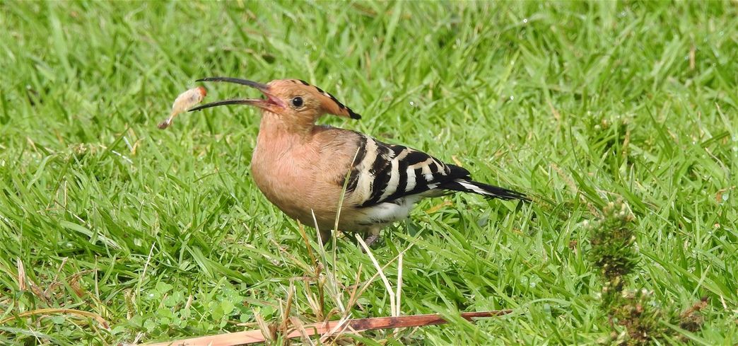 The Peak Park hoopoe.