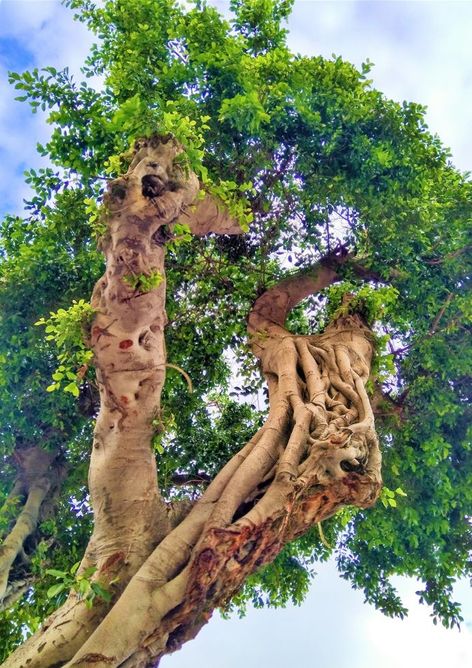 A ficus tree in a street of Tel Aviv.