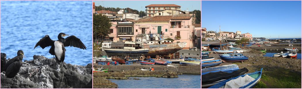 Aci Trezza harbor.