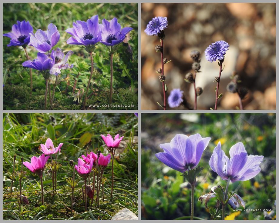 Monastery flora.