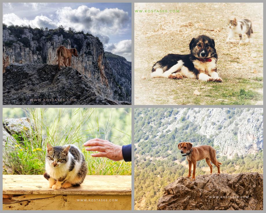 The monastery pets.