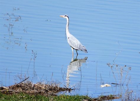 A heron at the shores of Lake Karla.