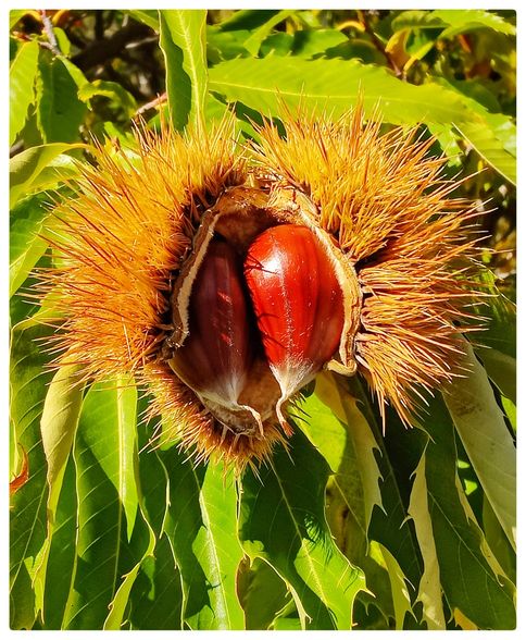 Melivoia chestnuts.