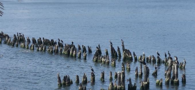 Vögel an dere Seebrücke - Heringsdorf
