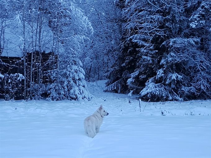 Luonto on erittäin kaunista ja ulkoilu virkistävää💕Etkö pääse yksin ulkoilemaan tai et uskalla? Siihenkin on apu lähellä. Yhteyttä vaan ja katsotaan mieleisesi aika😍