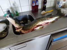 Vähän isompi vonkale