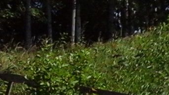 Soutuveneitä