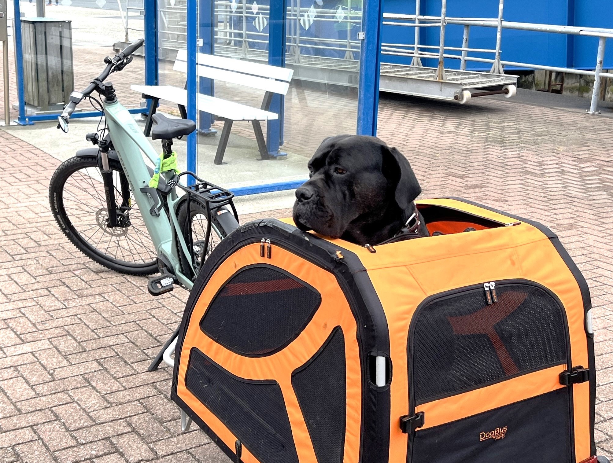 22 - Hundetransport