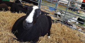 Kristiansholm Zwartbles