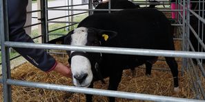 Kristiansholm Zwartbles2