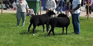 Kristiansholm Zwartbles3