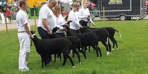 Kristiansholm Zwartbles4