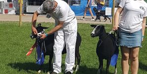 Kristiansholm Zwartbles6