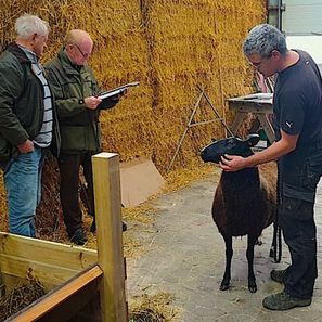 Zwartbles hjemmekåring 2
