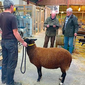 Zwartbles hjemmekåring 3