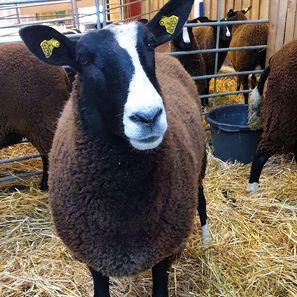 Zwartbles hjemmekåring 6