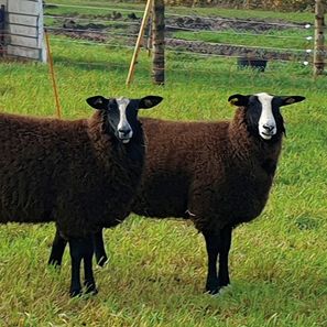 Zwartbles hjemmekåring 8