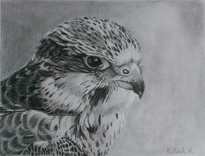 Falk.
Blyant.
Kr. 1200,- + porto, ferdig innrammet med offwhite passepatourt og sort ramme.
40 x 30 cm.
