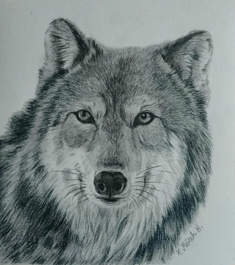 " Canis Lupus"
Blyant og polycoler gråtoner.
Kr. 1200,- + porto.
Med offwhite passepataurt og sort ramme 28 x 30 cm.