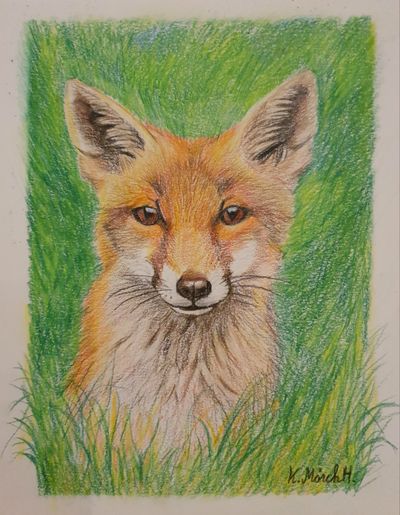 " Mr.Fox"
Luminance og Derwenr Coloursoft Fargeblyanter.
19 x 24 cm.(bildestørrelse)
Kr 1400,- med hvit passapatur og hvit ramme