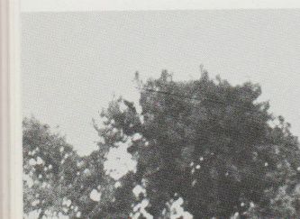 Op 21 september 1944 mislukte grondoperatie Garden ten zuiden van Elst. Tanks liepen vast op de Duitse blokkade.
