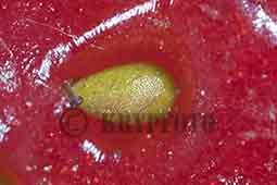 jordgubbe nat.storlek 3 mm