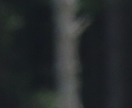 Gul løype 30.06.19
