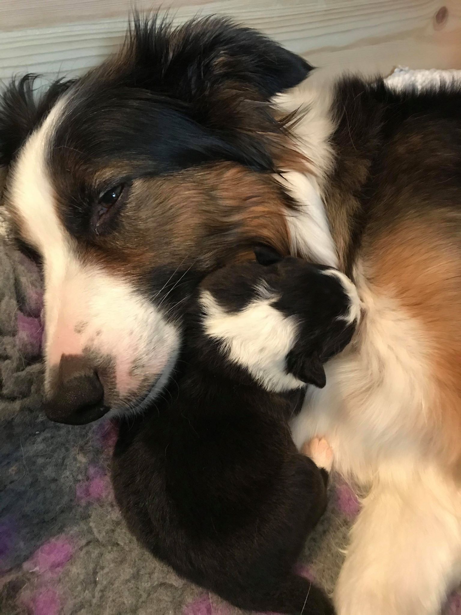 Mamma Bella med fin hanvalp!