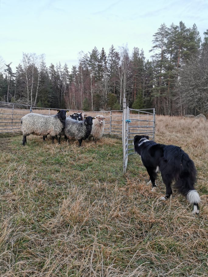 I fållan
