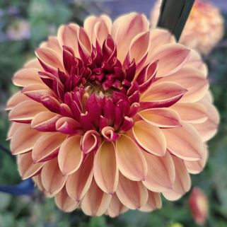 Dahlior