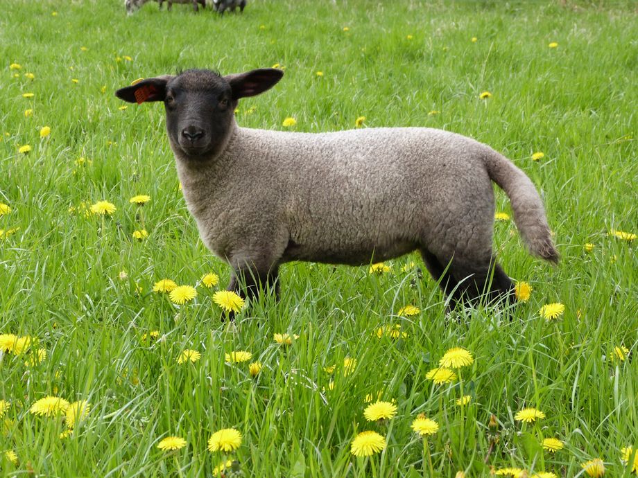 Suffolkkorsning