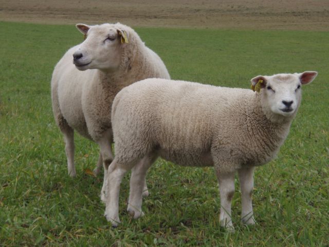 Texelkorsning