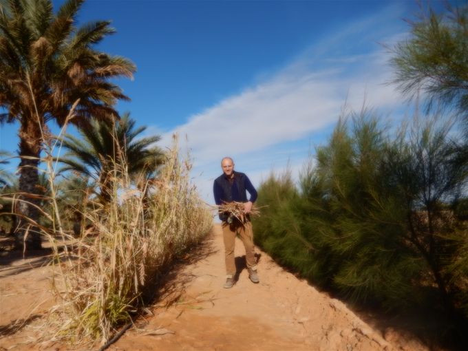 A droite, plants de casuarinas 10 mois après la plantation -  31 janvier  2019