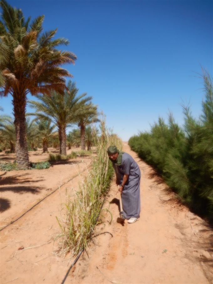 A droite, état de croissance des plants de casuarinas une année aprés-14 avril 2019