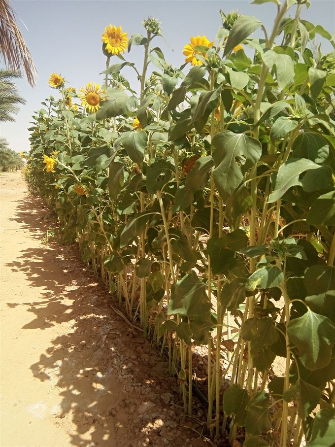 Plants de tournesol 5 semaines après le semis
