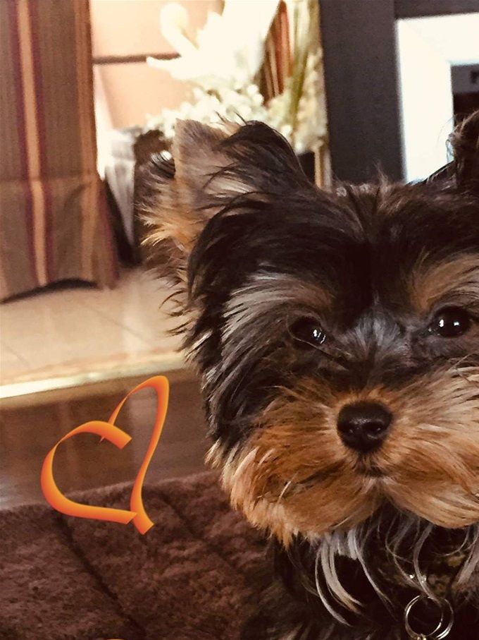 Dolce - Yorkshire Terrier