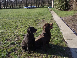 Bruine labrador Max pup