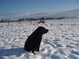 Zwarte labrador pup Kim