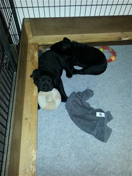 Labrador pup geboren