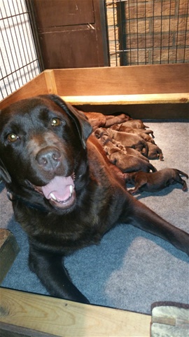Pups labrador nest