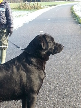 Zwarte labrador pup Britt