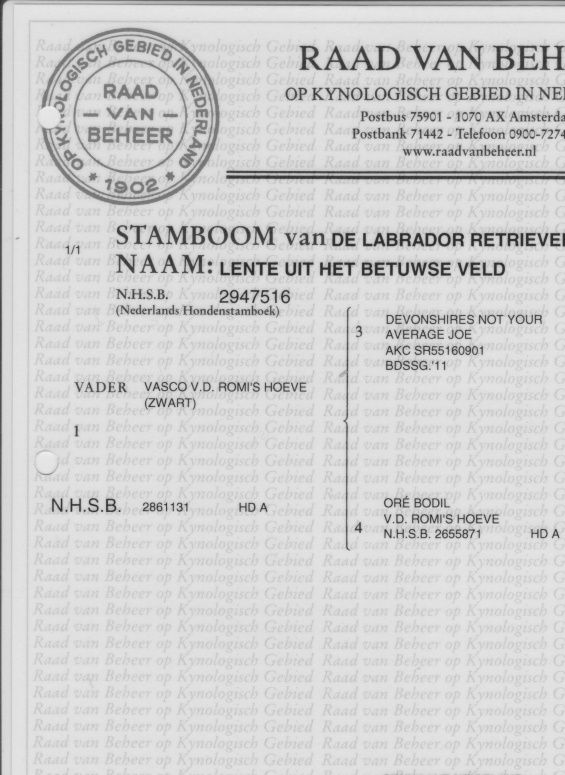 Stamboom bruine labrador Lente
