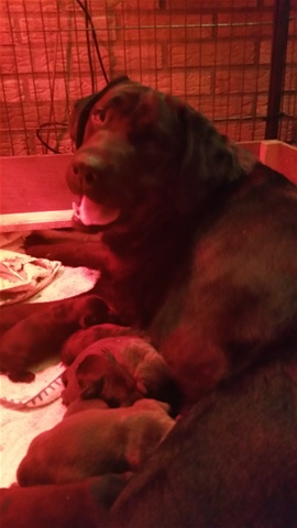 Bruine labrador pup Lente