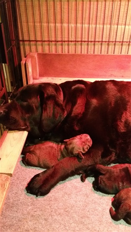 Labrador pups