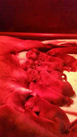 Nestje labrador pups